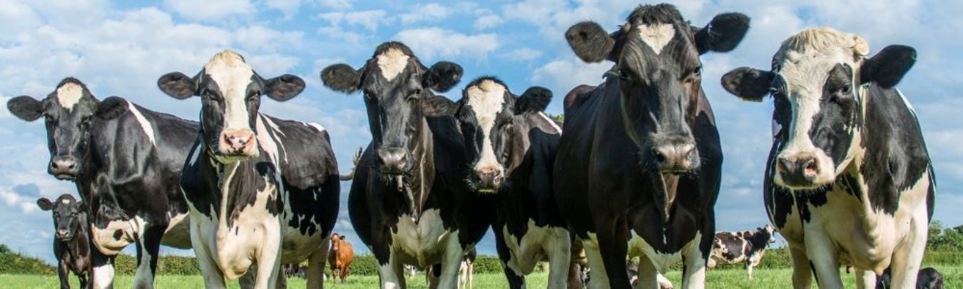 Cows on Strike? 🐄🐄🐄
